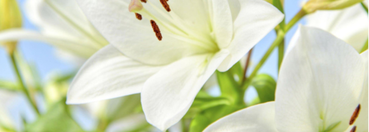 Envío de flores a tanatorios de Málaga