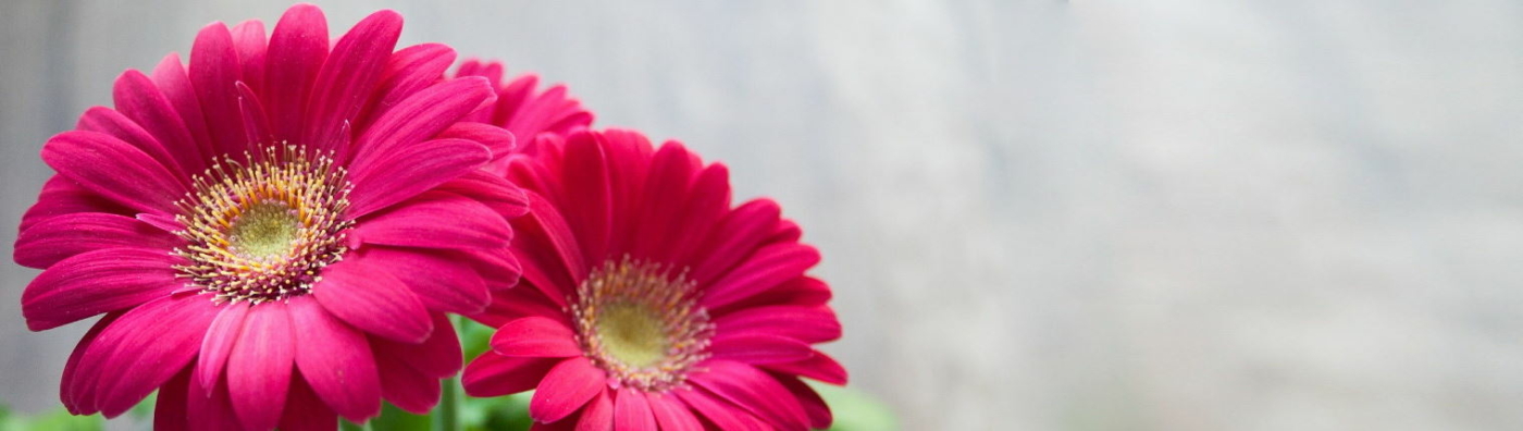 Envios urgentes a tanatorios de Málaga